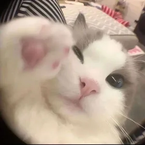 slqnt - fixed hover effect to work w .json